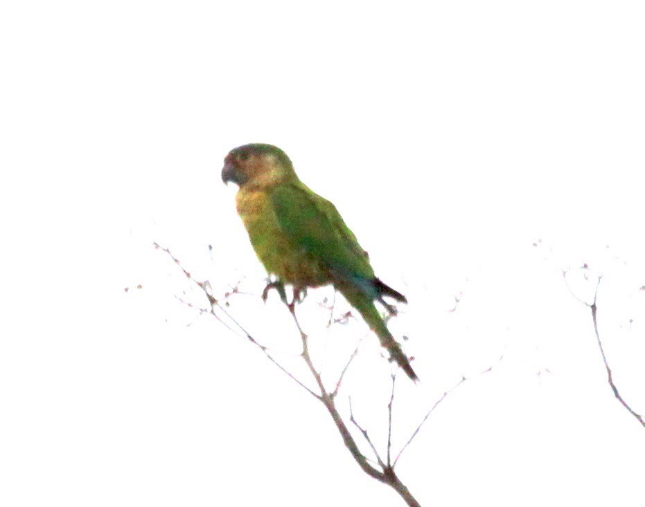 Brown-throated Parakeet (Brown-throated) - ML123454681