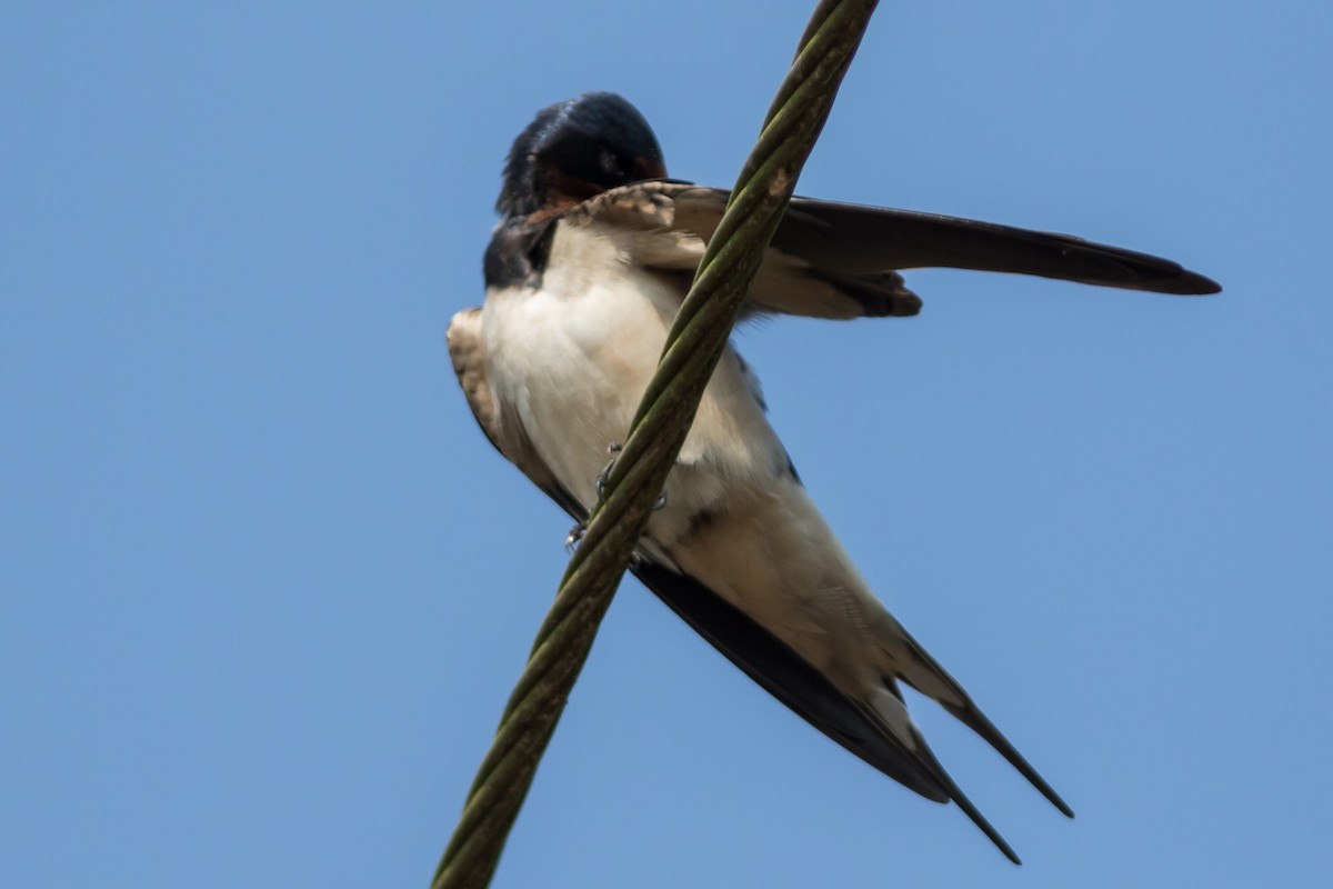 Barn Swallow - Nesrudheen PP