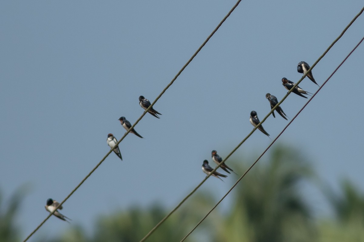 Barn Swallow - Nesrudheen PP