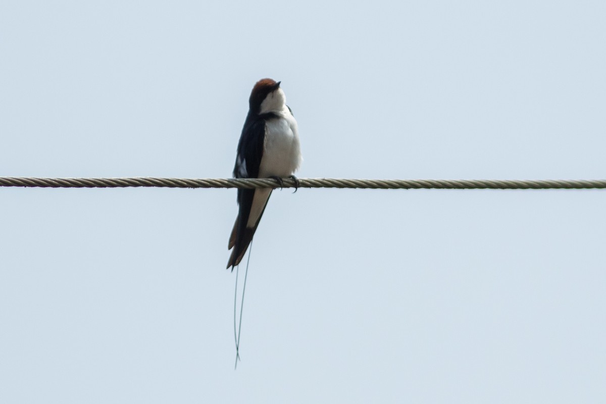 Wire-tailed Swallow - Nesrudheen PP