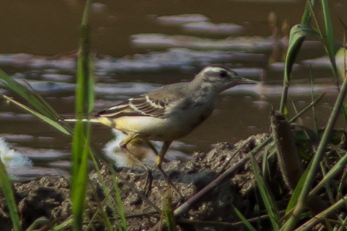 Western Yellow Wagtail - Nesrudheen PP
