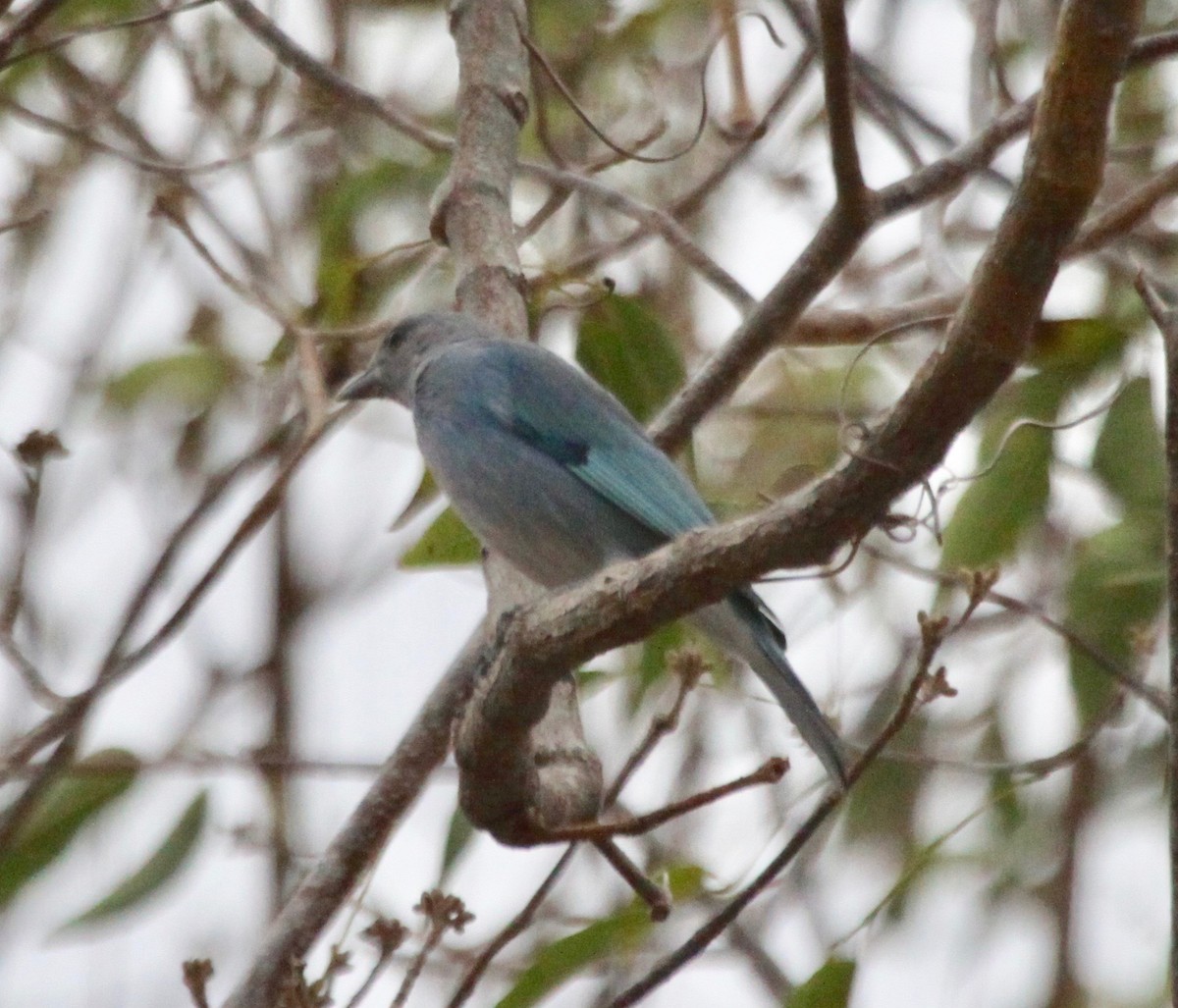 Glaucous Tanager - ML123455811