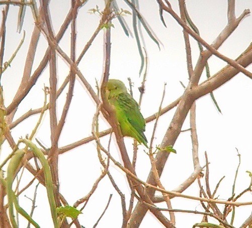 Yeşil Sokumlu Serçe Papağanı - ML123457871