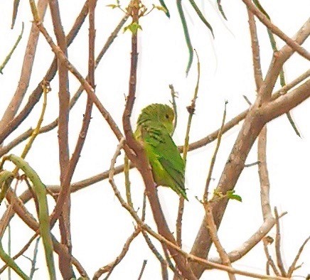 Yeşil Sokumlu Serçe Papağanı - ML123457881