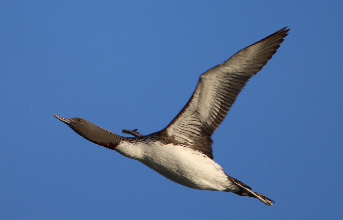 Red-throated Loon - ML123458021