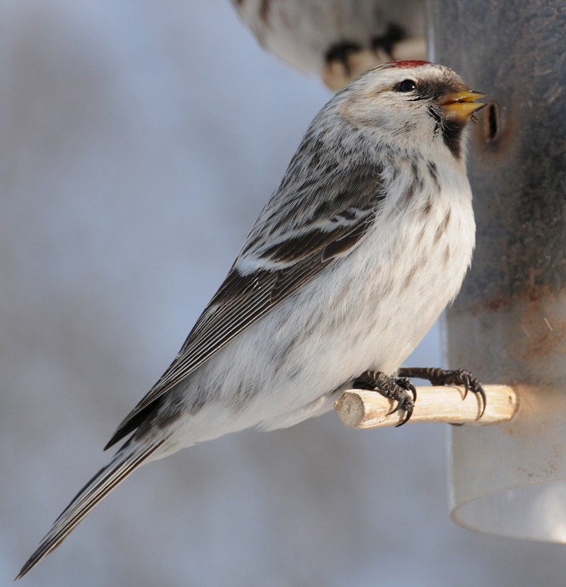 Hoary Redpoll - Anonymous