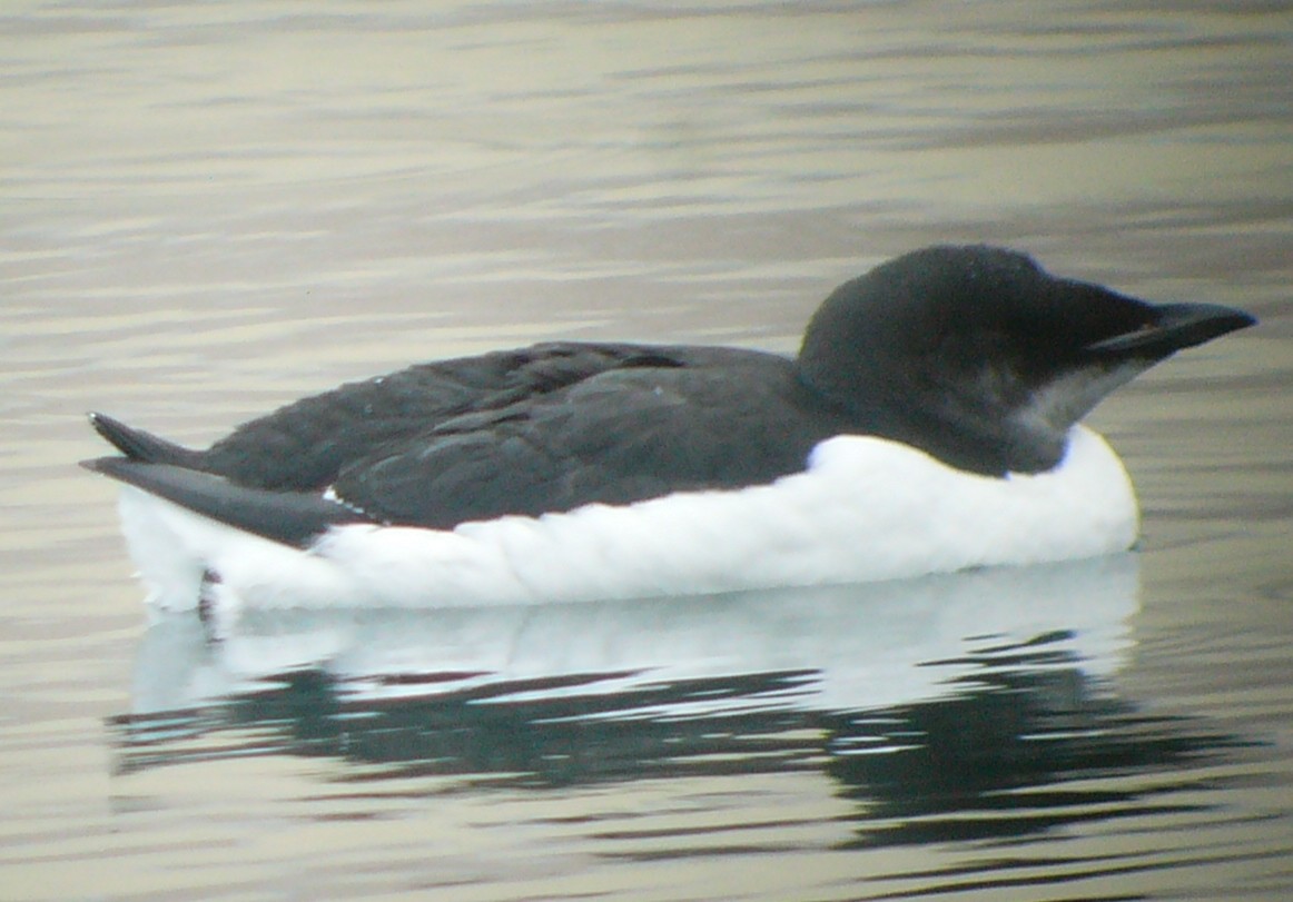 Thick-billed Murre - ML123461851