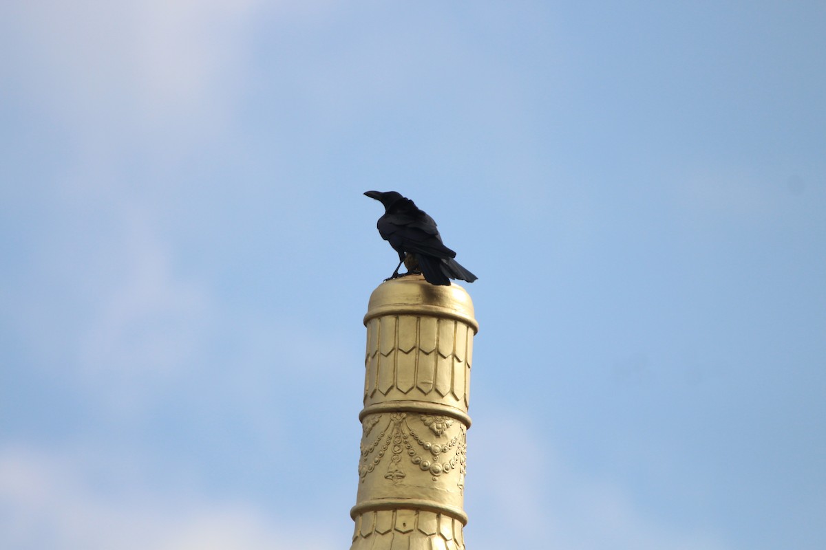 Large-billed Crow - Praveen  Kumar
