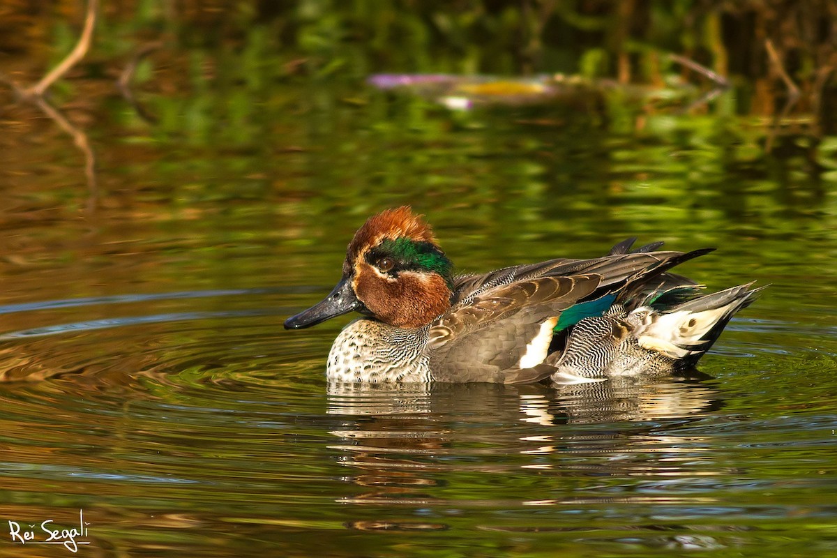 Green-winged Teal - ML123466121