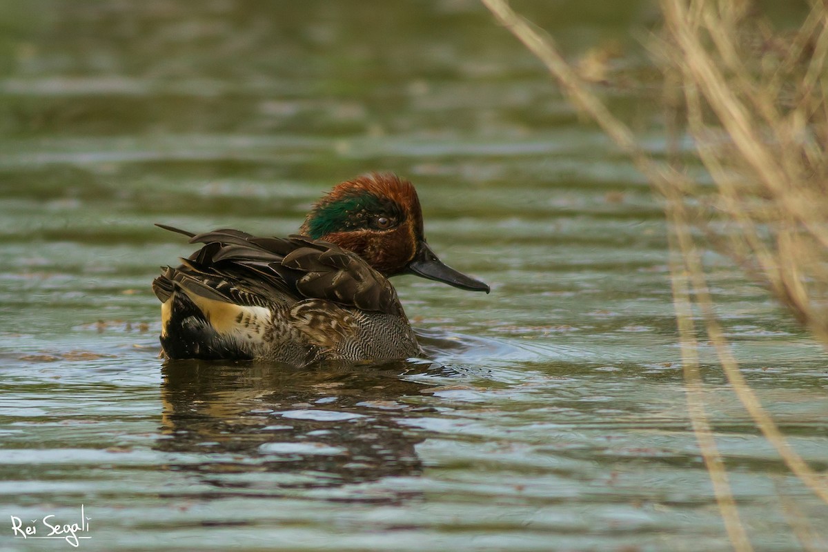 Green-winged Teal - ML123466131