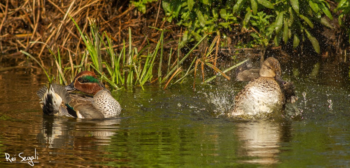 Green-winged Teal - ML123466151