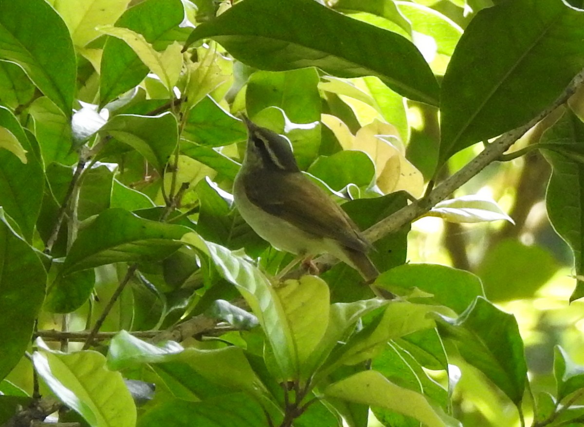 Pale-legged Leaf Warbler - Qiongyu Zeng