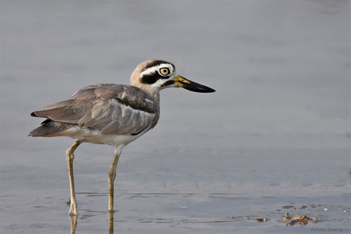 Great Thick-knee - ML123467001