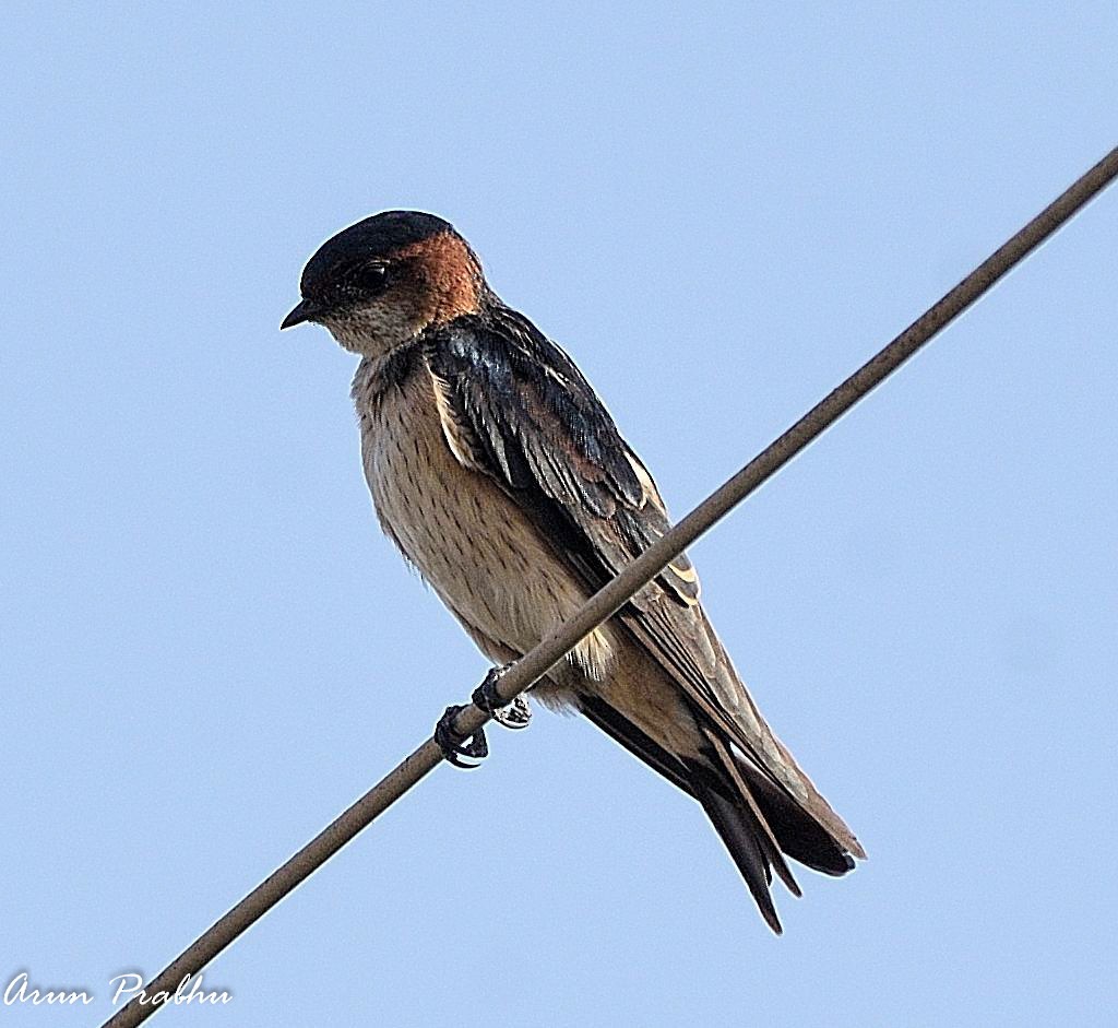 Red-rumped Swallow - ML123467711