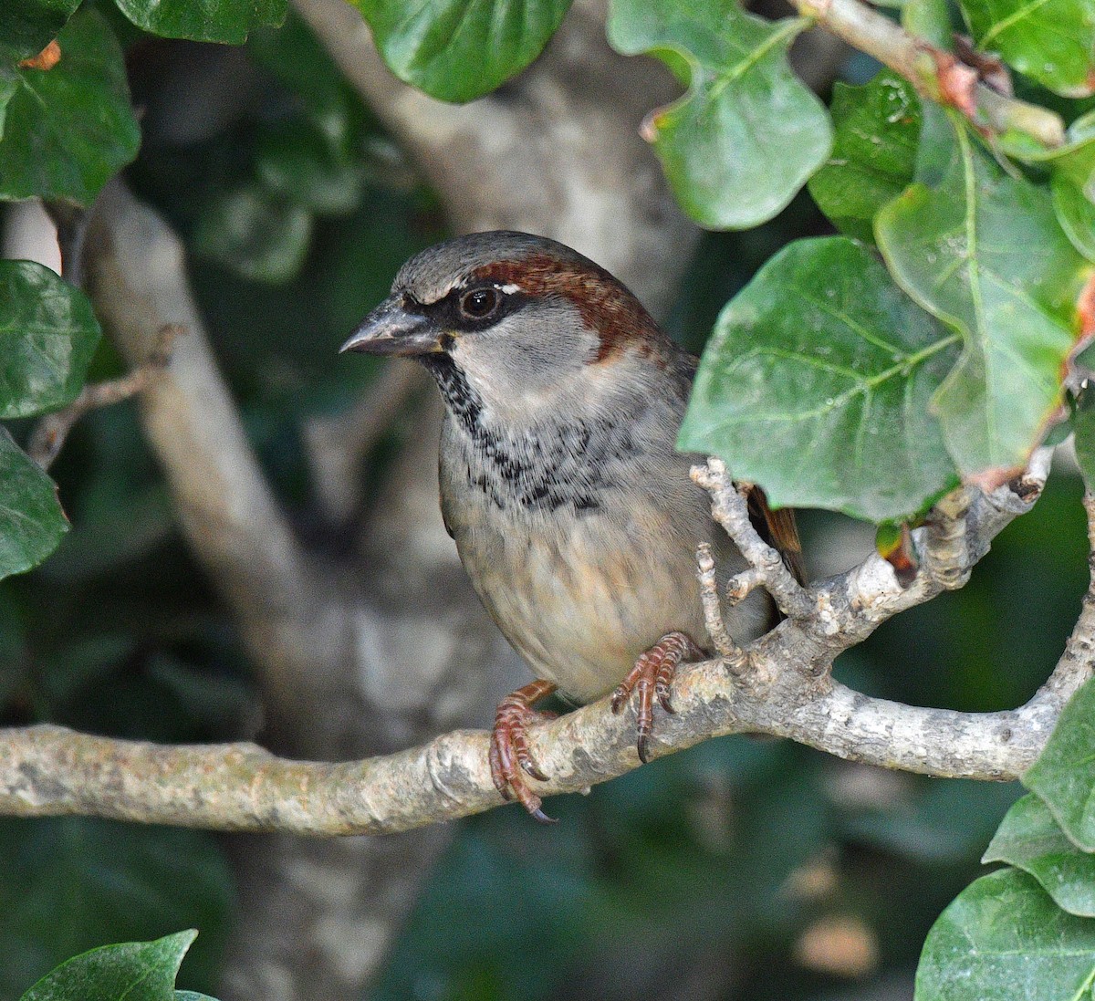 House Sparrow - Alison Davies