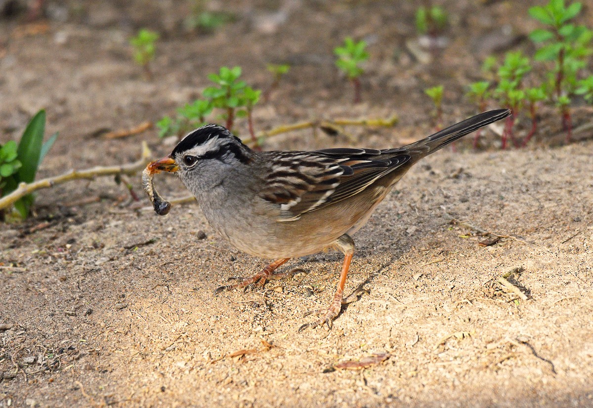 White-crowned Sparrow - ML123468891