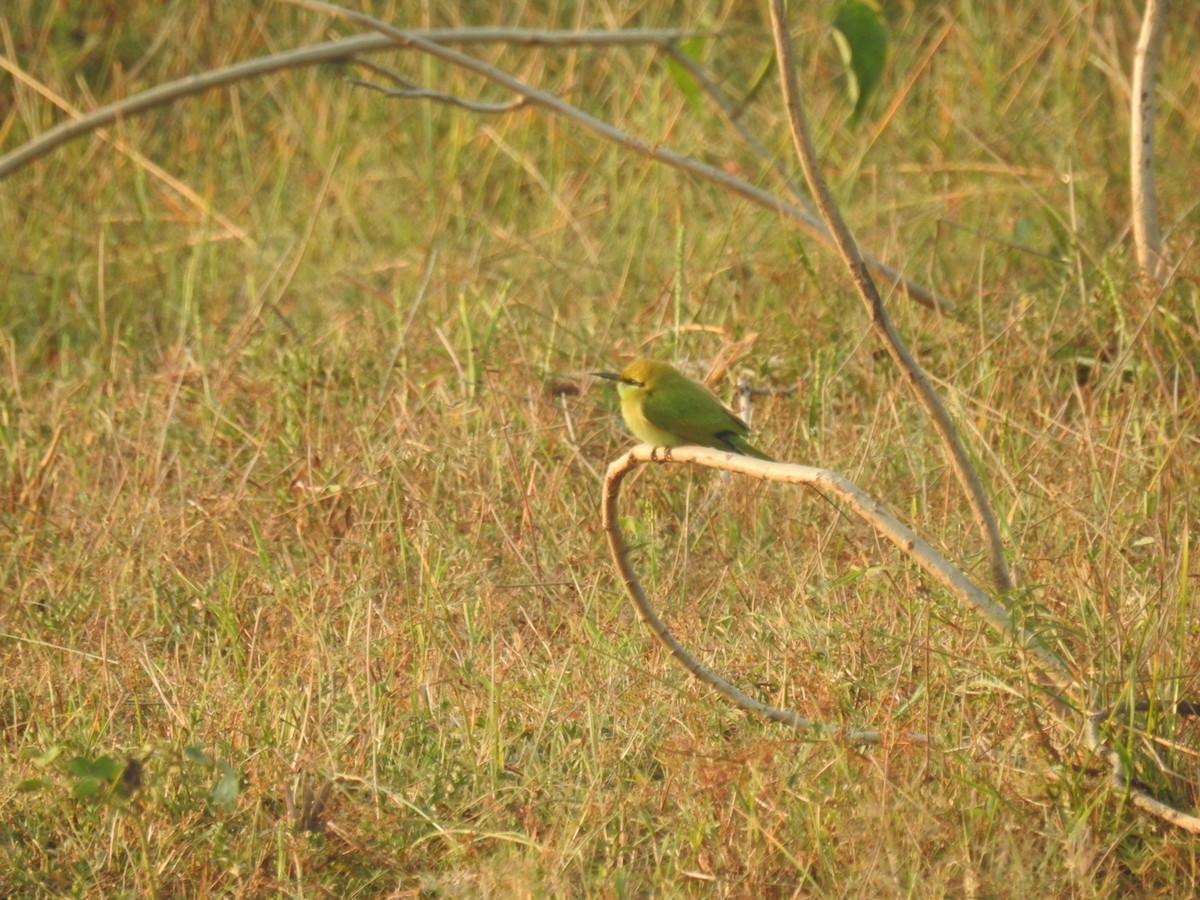 Asian Green Bee-eater - Anup Prakash