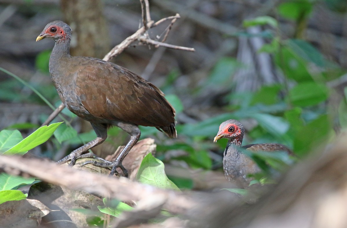 Philippine Megapode - Dave Bakewell