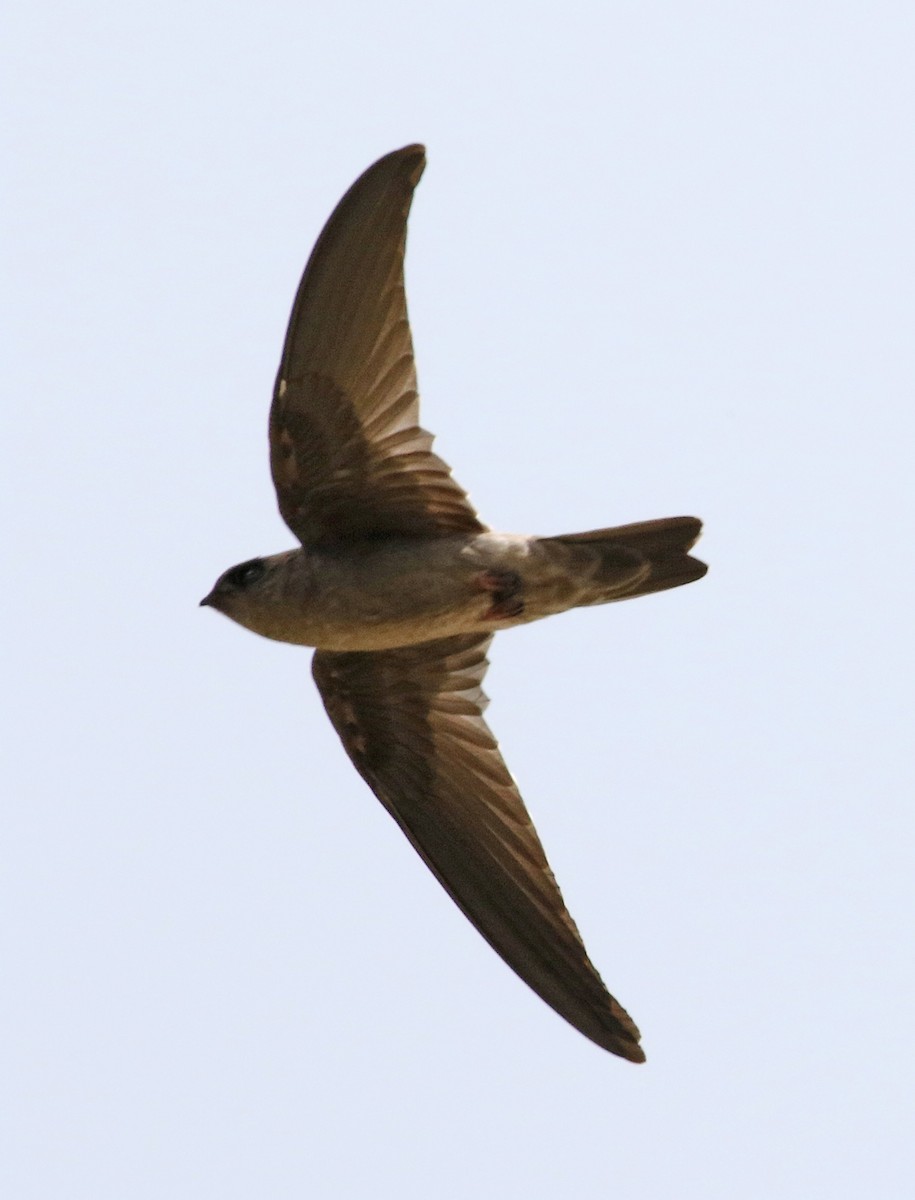 swiftlet sp. - Dave Bakewell