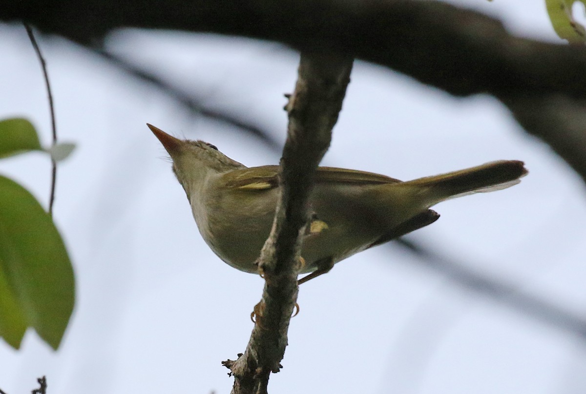 Two-barred Warbler - ML123473481