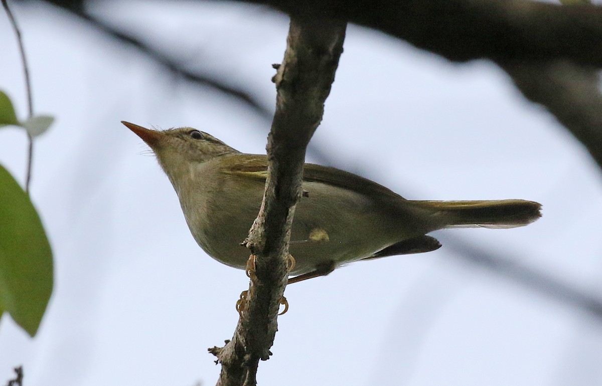 Two-barred Warbler - ML123473501