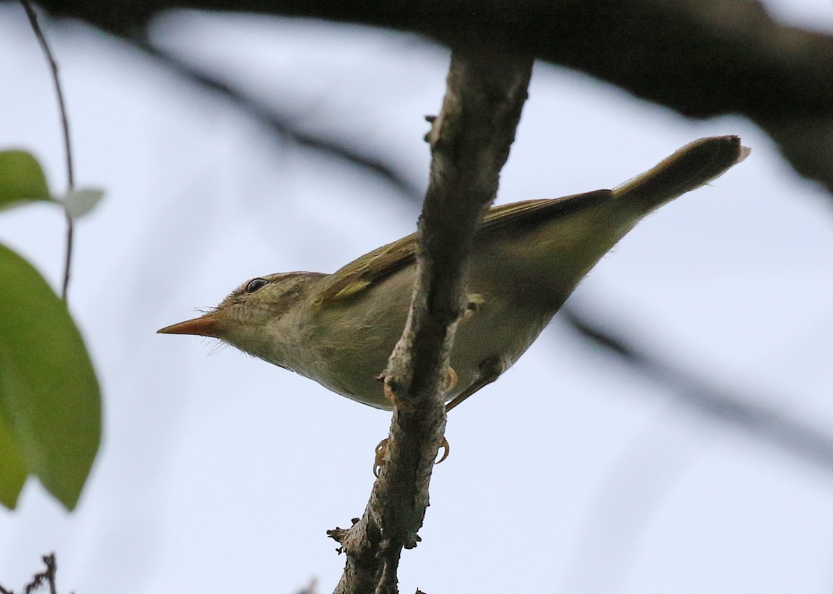 Two-barred Warbler - ML123473511