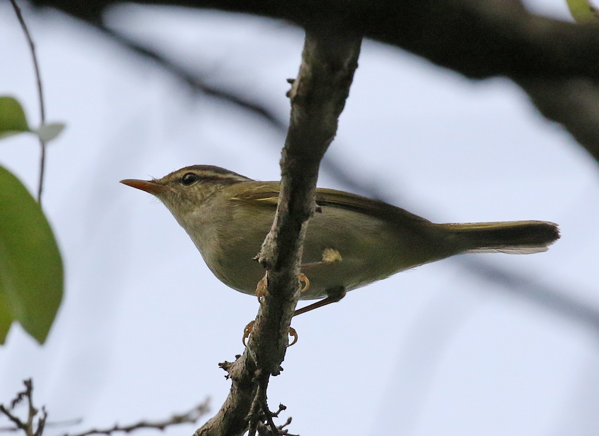 Two-barred Warbler - ML123473551