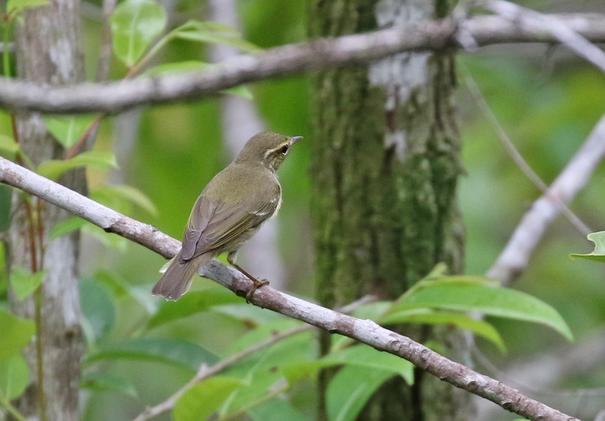 Arctic Warbler - Dave Bakewell