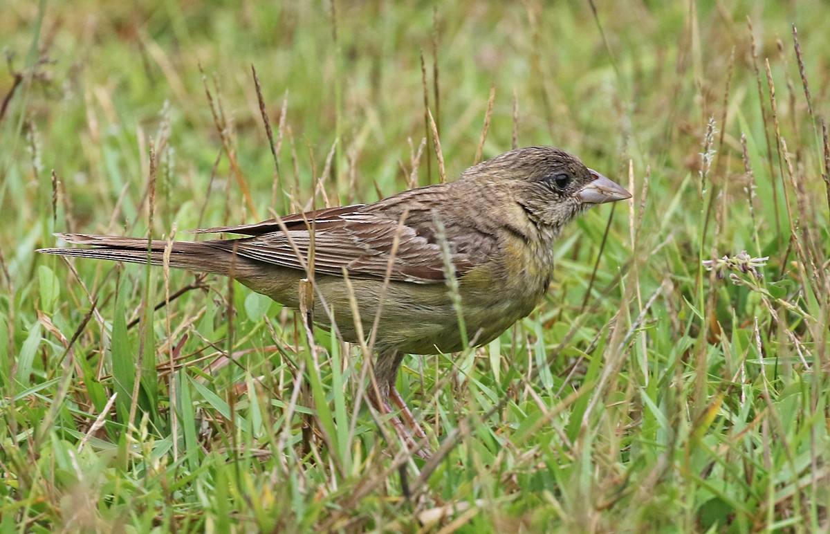 Black-headed Bunting - Dave Bakewell