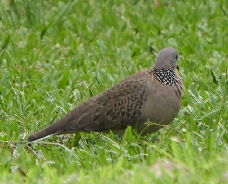 Spotted Dove - Steven Cheong
