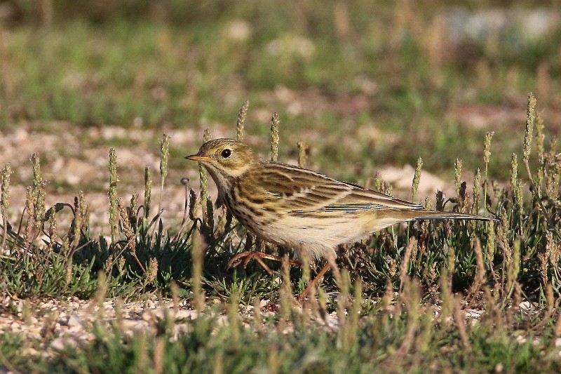 Meadow Pipit - ML123474471