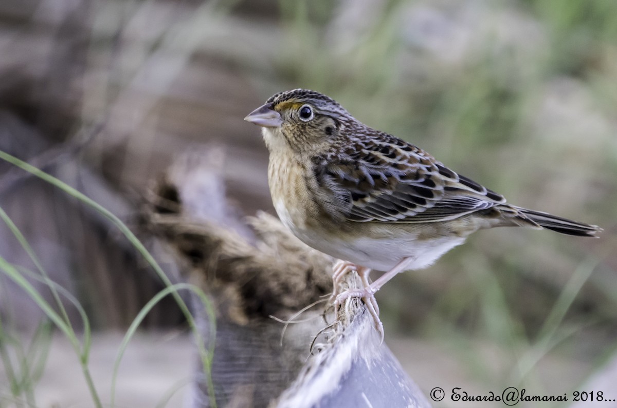 Grasshopper Sparrow - Jorge Eduardo Ruano