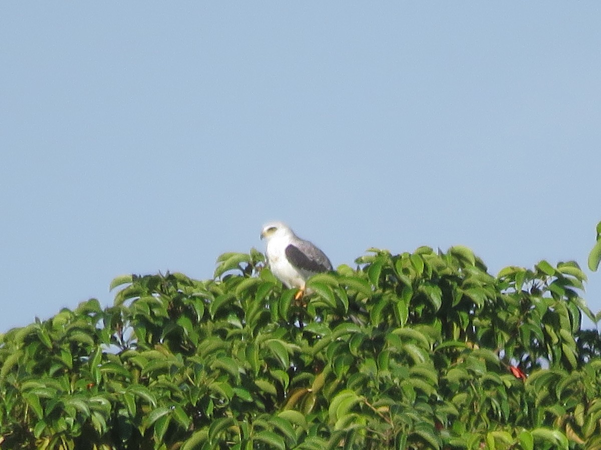 White-tailed Kite - Jeanne Kaufman