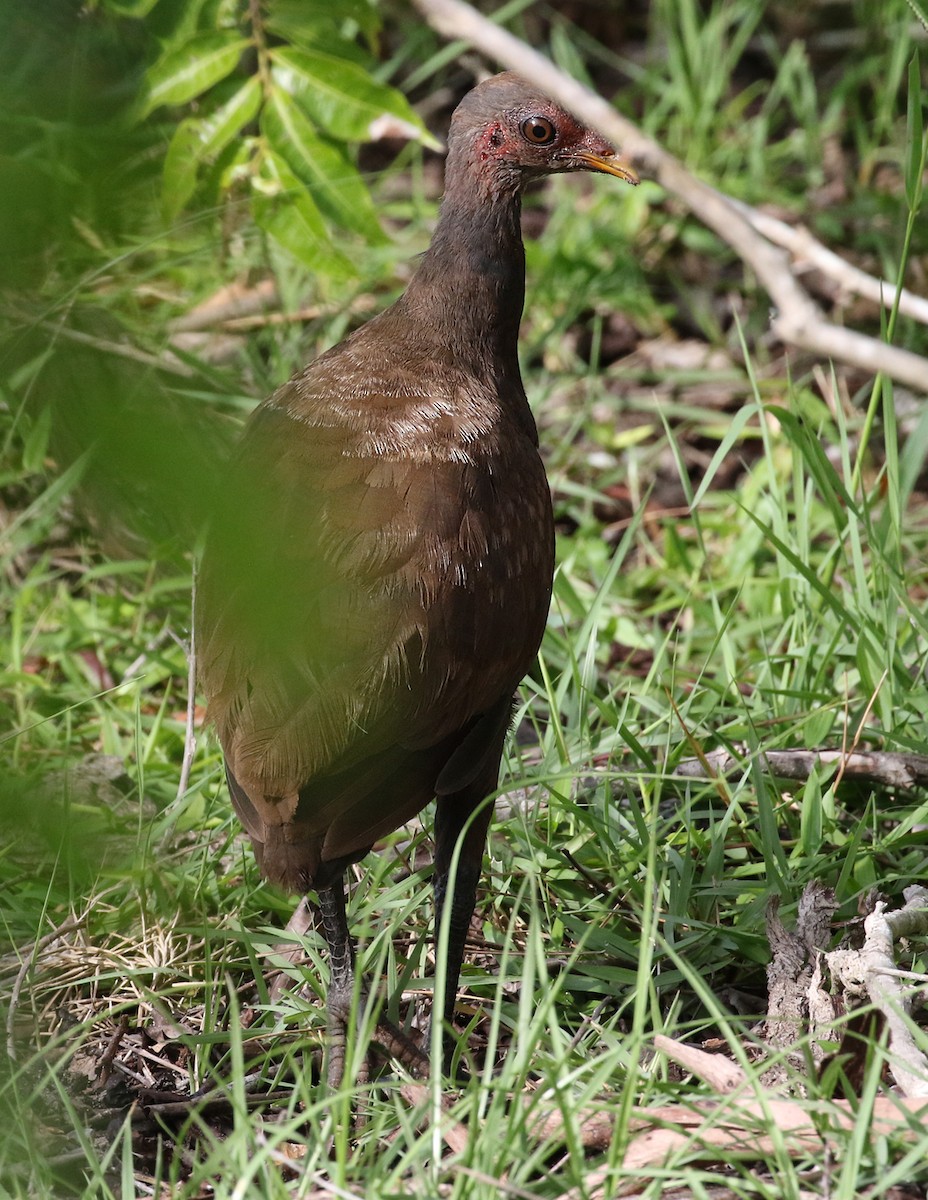 Ebird Australia Checklist Nov Pulau Mantanani Besar Species Other Taxa