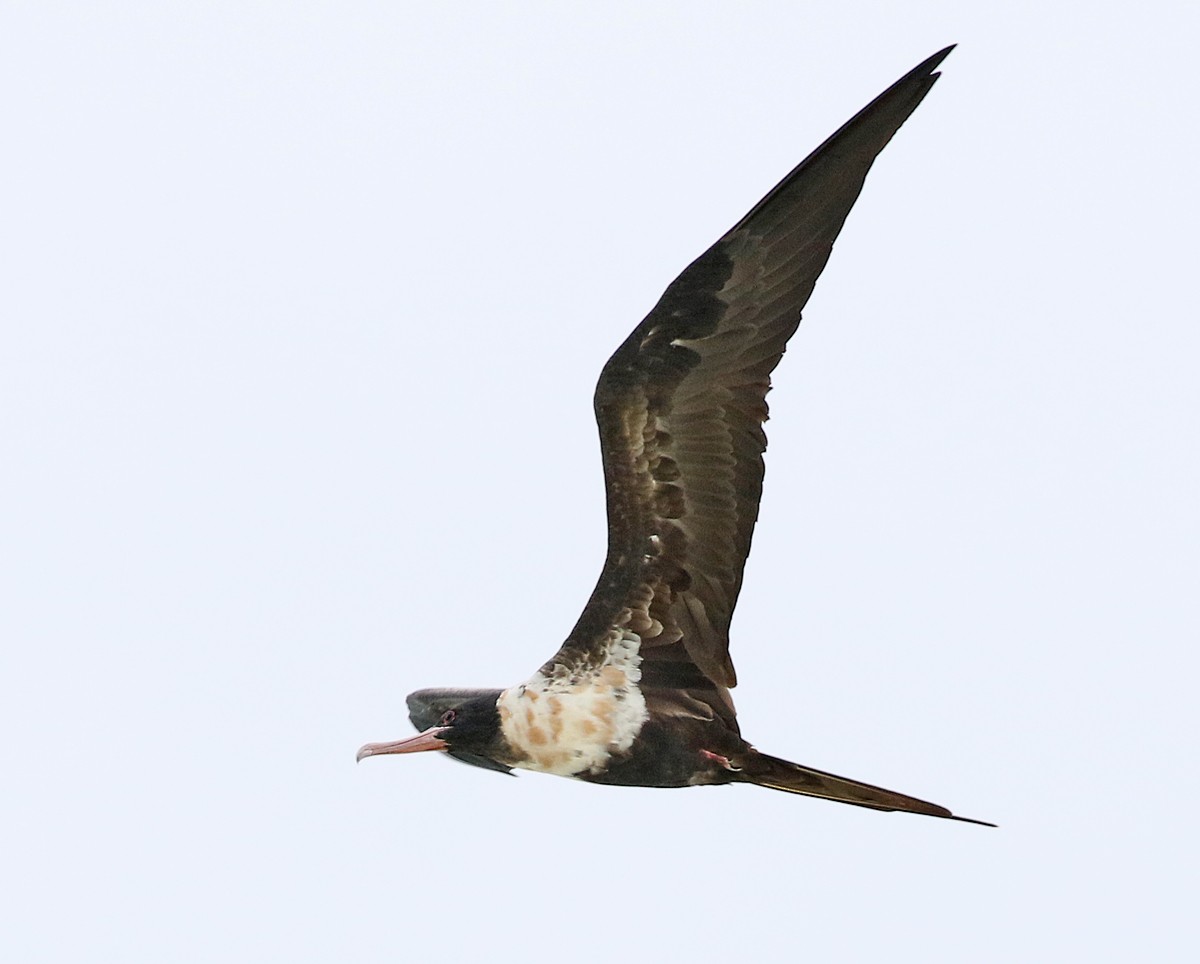 Lesser Frigatebird - Dave Bakewell