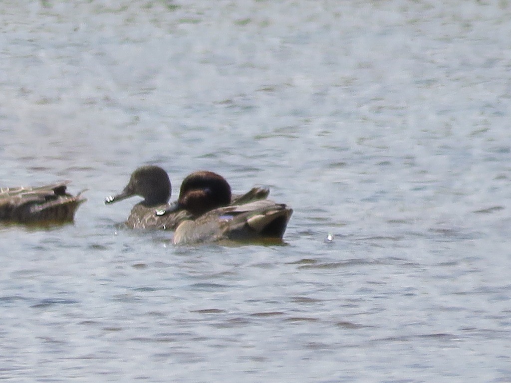 Green-winged Teal - ML123484311