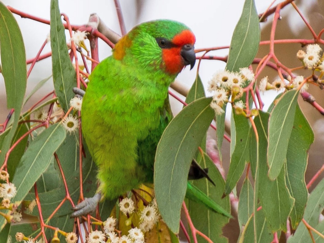 Little Lorikeet Ebird