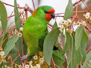  - Little Lorikeet