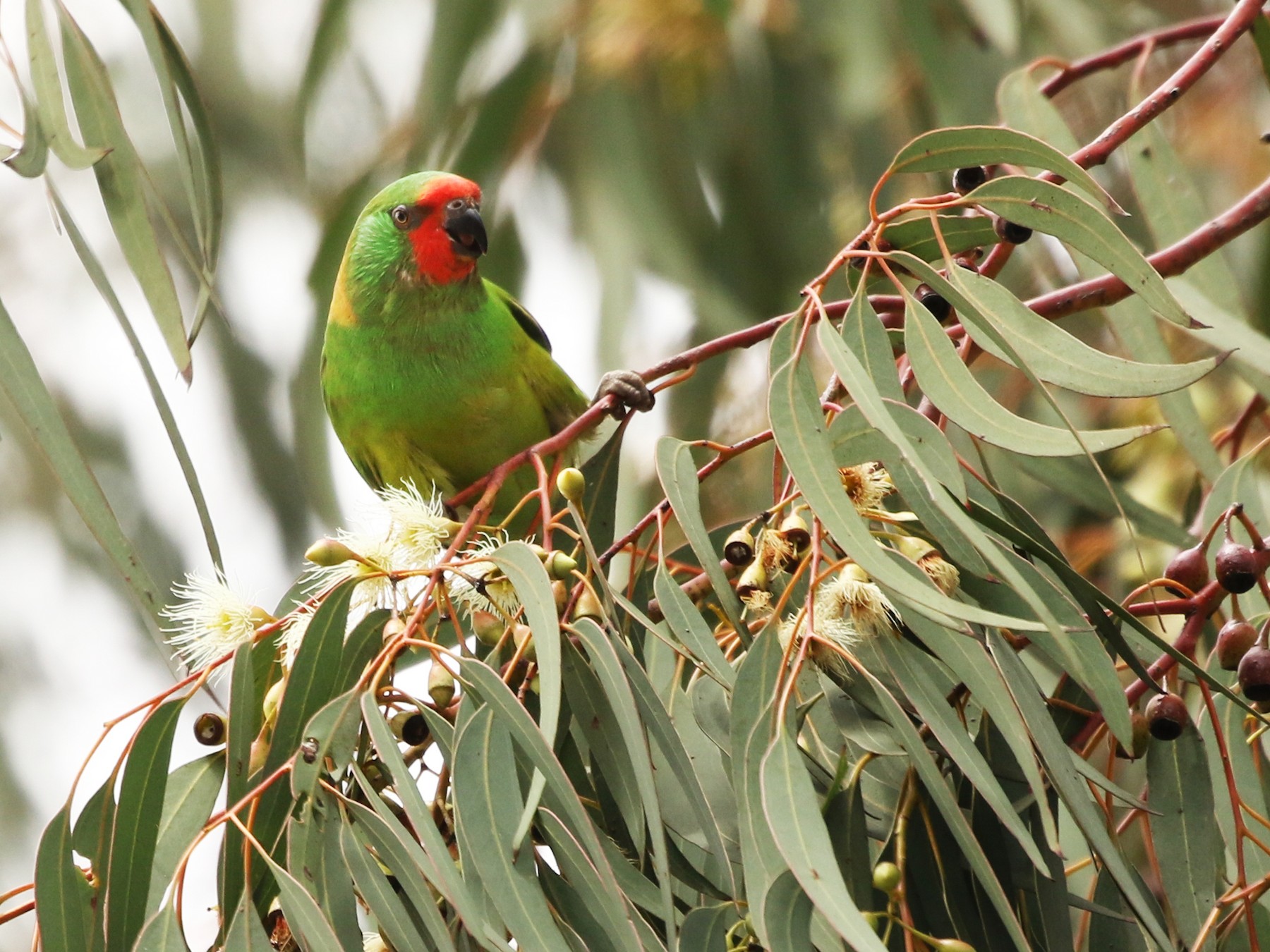 Little Lorikeet - David Ongley