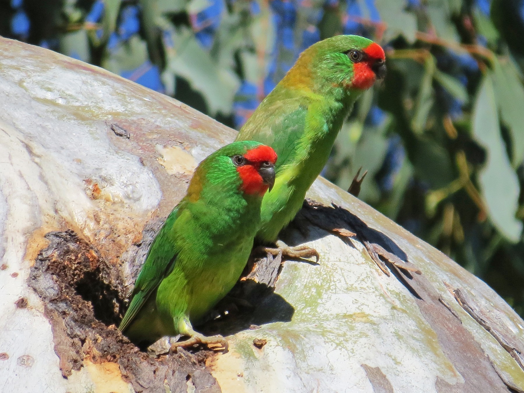 Little Lorikeet - Elliot Leach