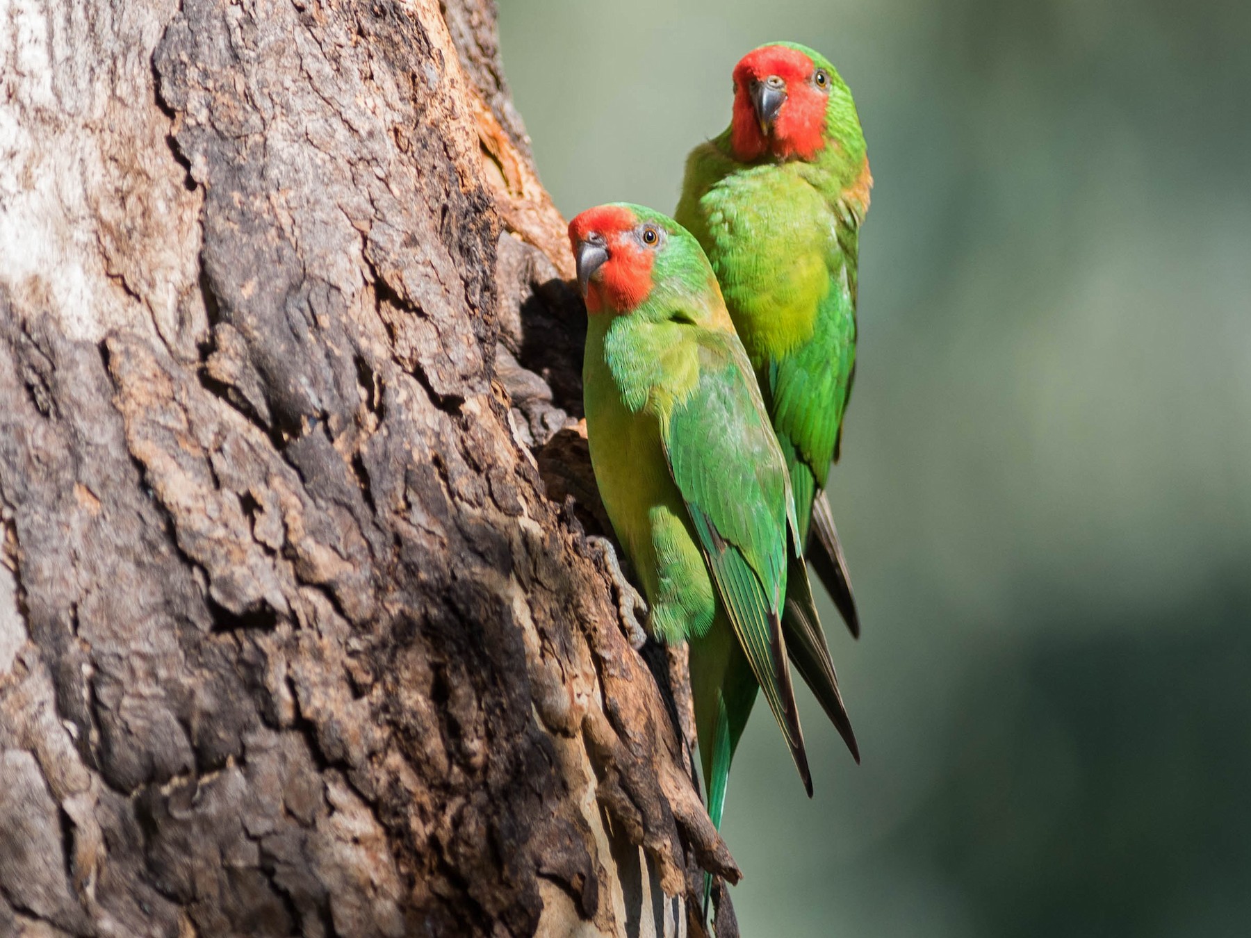 Little Lorikeet - Peter Taylor