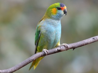  - Purple-crowned Lorikeet