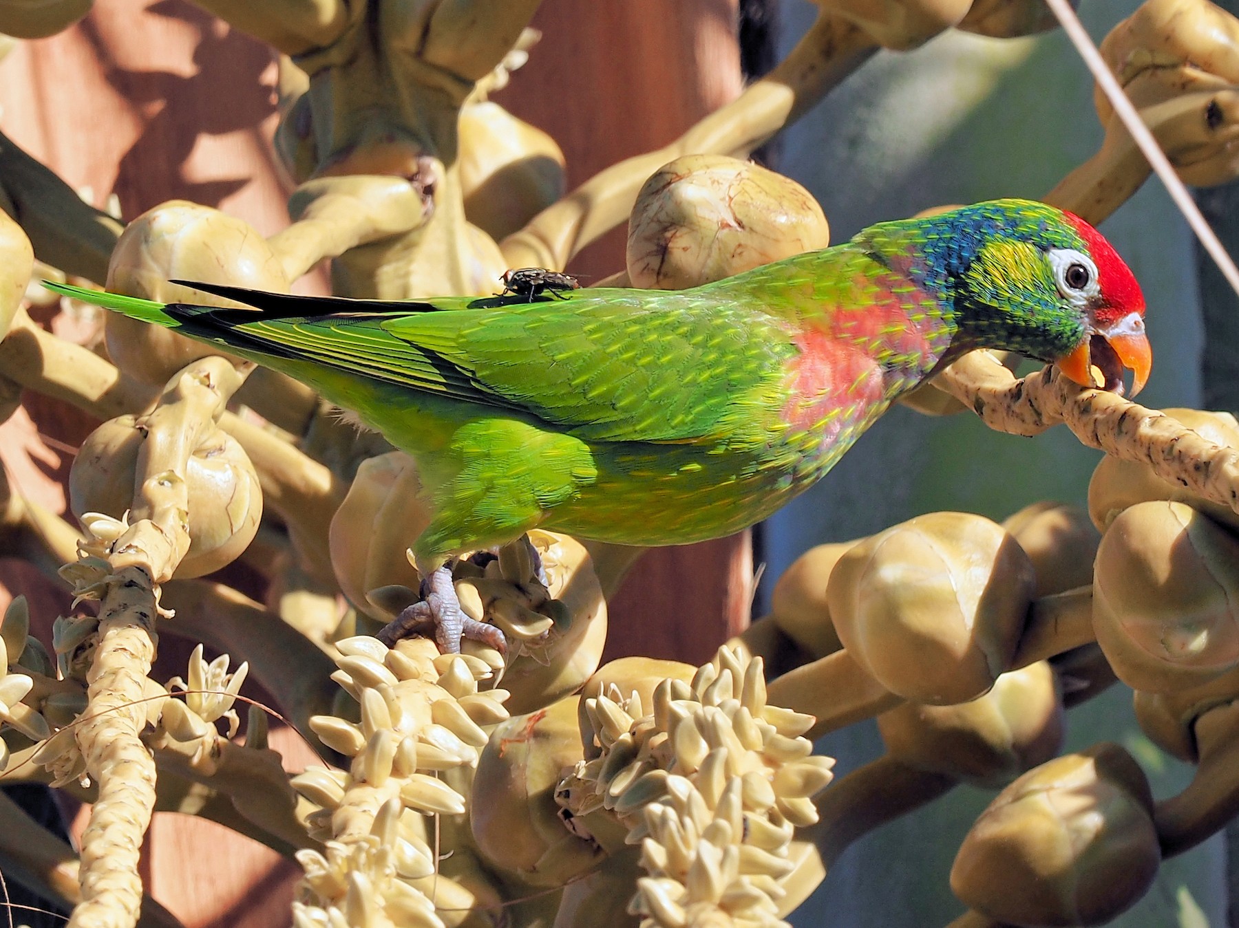 Varied Lorikeet - Len and Chris Ezzy