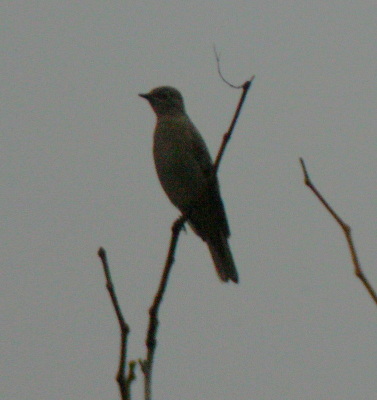 Townsend's Solitaire - Tennessee Rare Bird Records