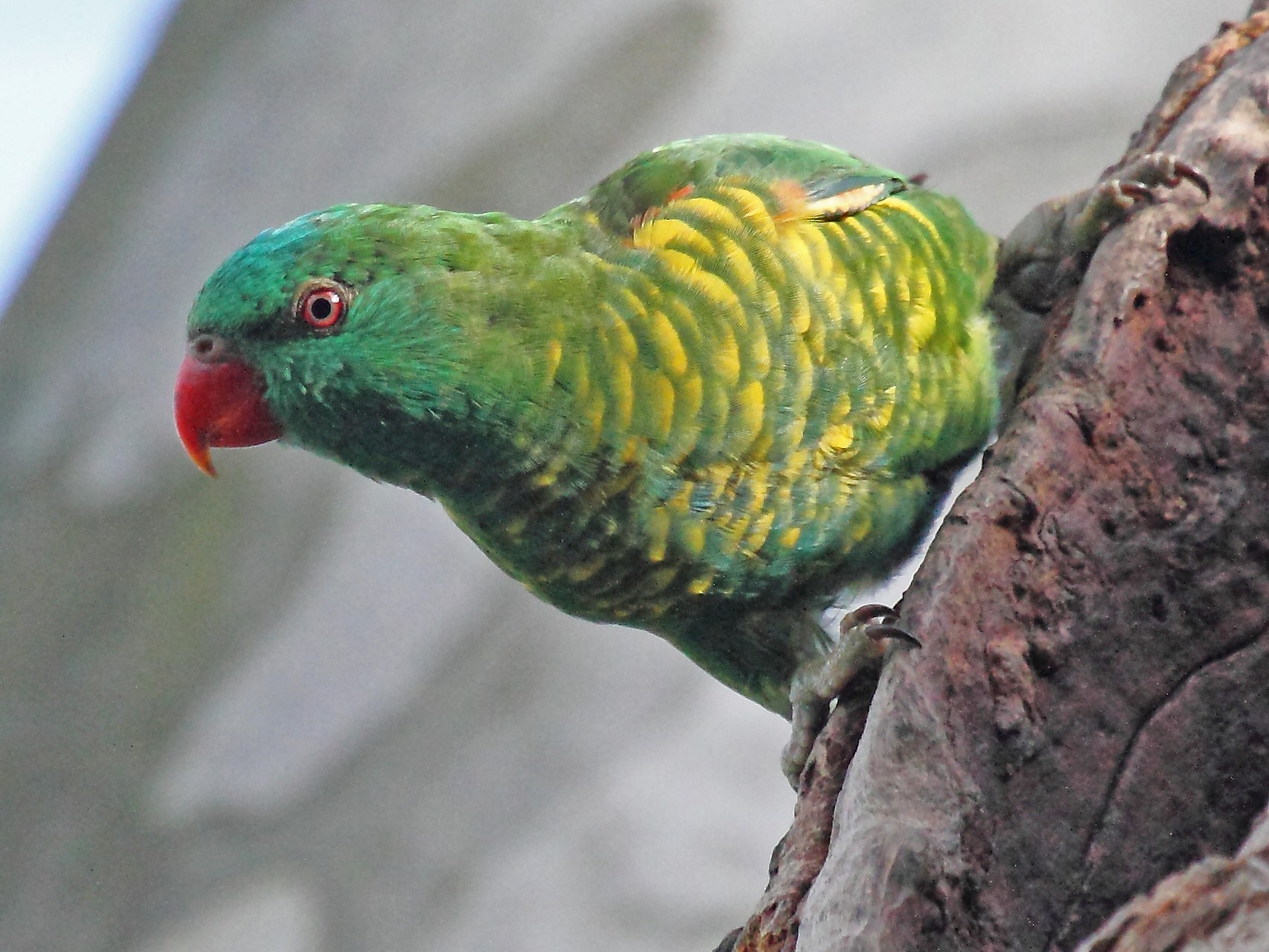 Scaly-breasted Lorikeet - Michael Rutkowski