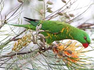  - Scaly-breasted Lorikeet