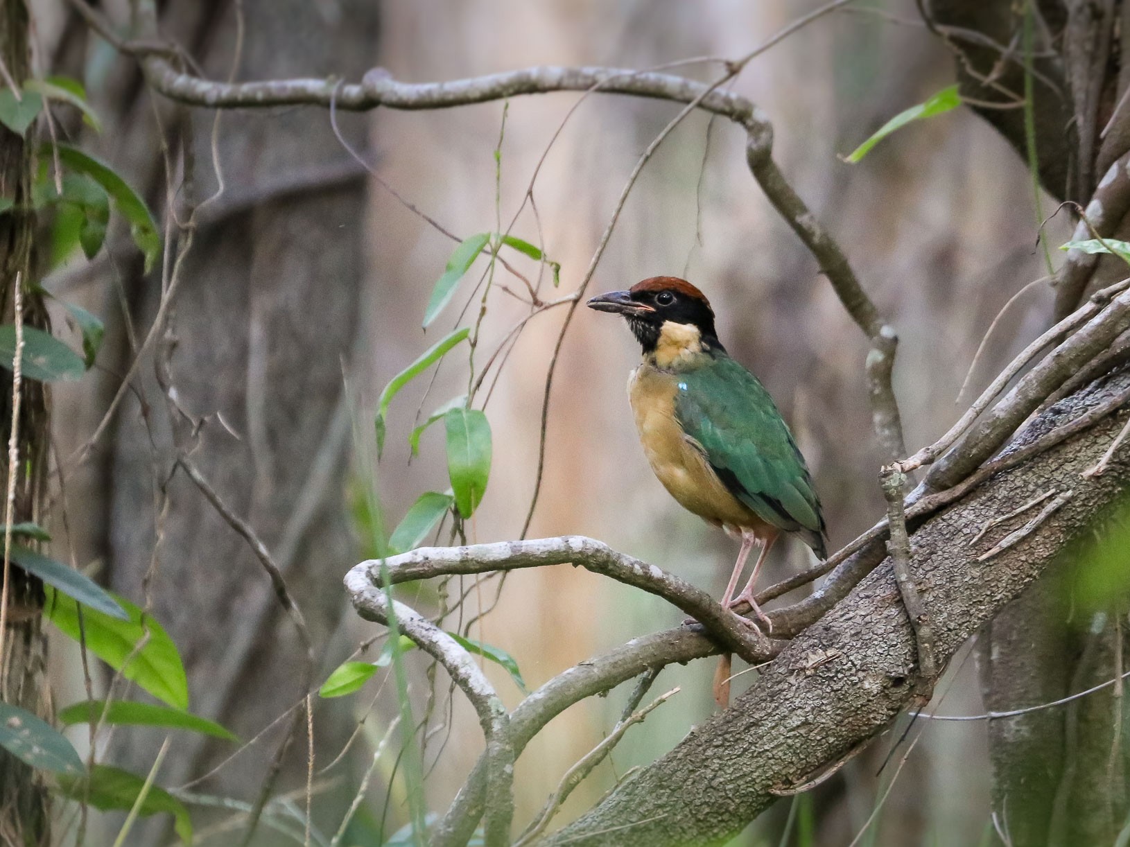 Noisy Pitta - Ged Tranter