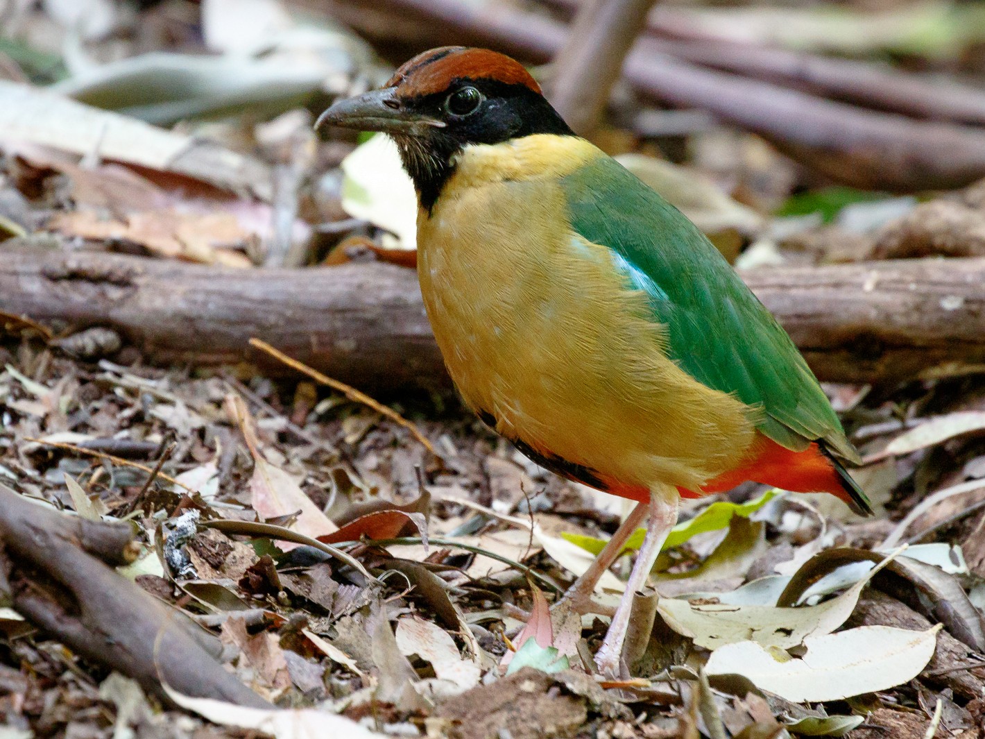 Noisy Pitta - Luke Shelley