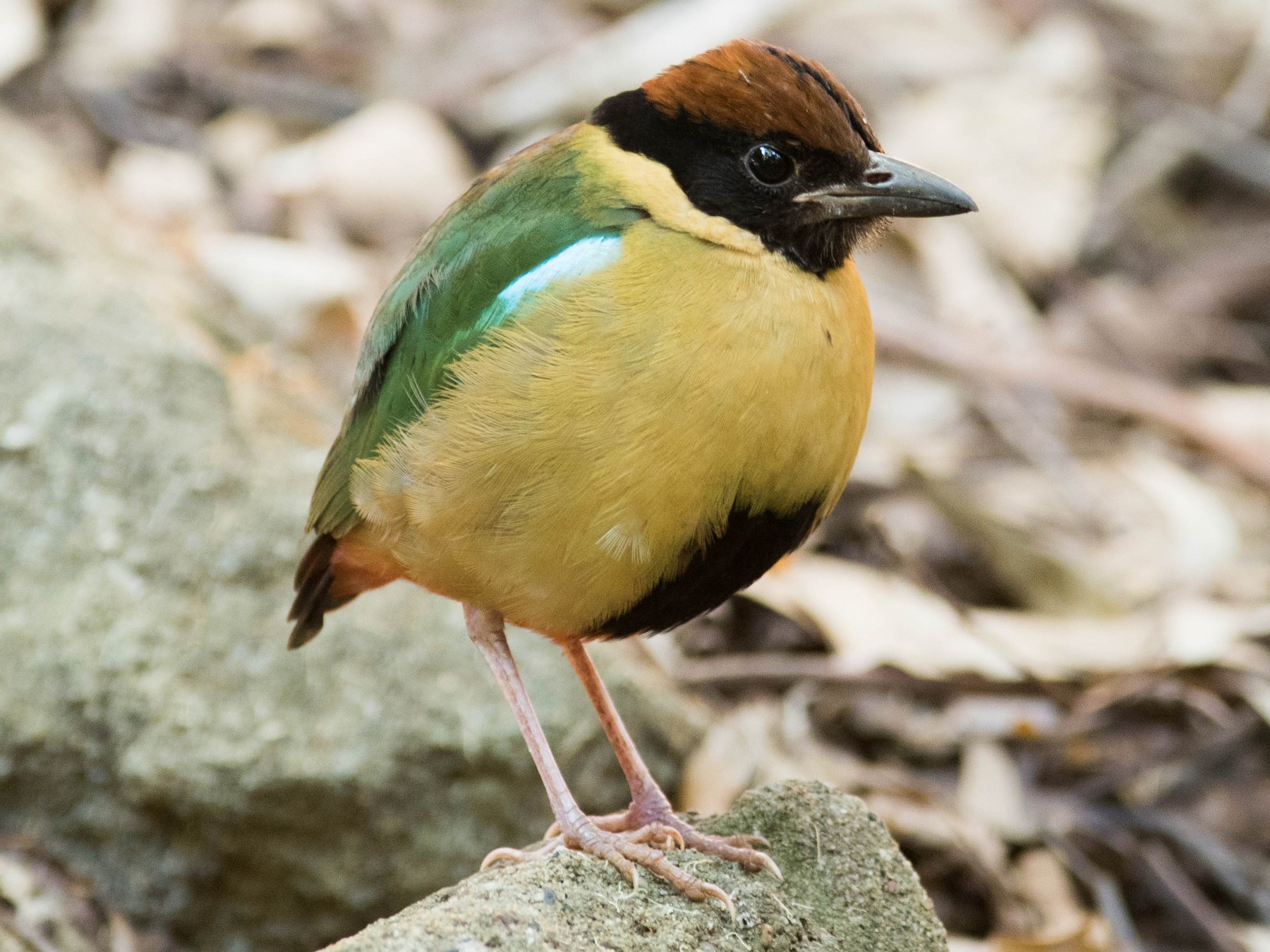 Noisy Pitta - Peter Taylor