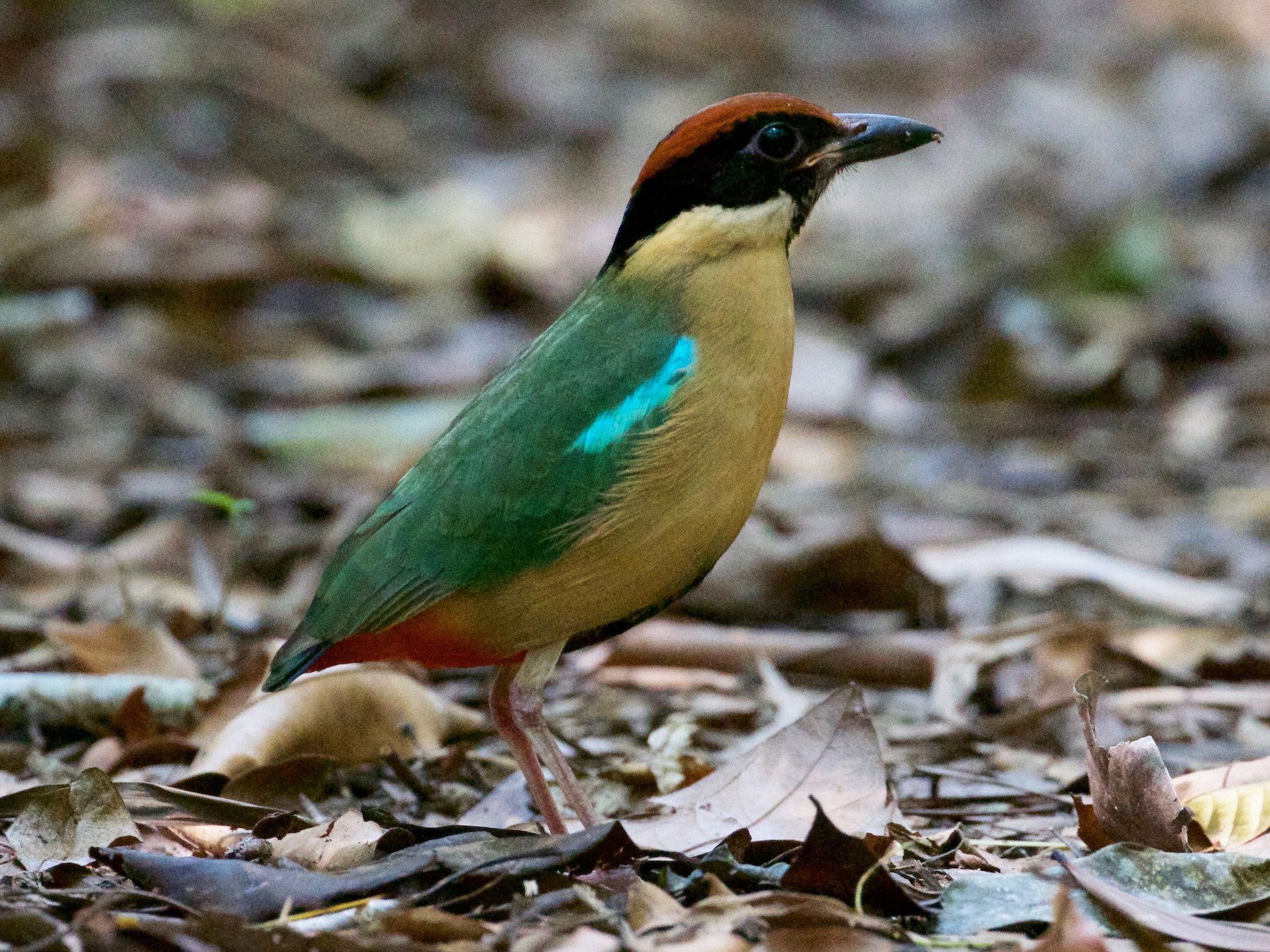 Noisy Pitta - Scott Baker